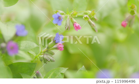 Flowers of Unspotted lungwort. Pulmonaria obscura in spring forest. Belonging to the family Boraginaceae. Close up. 115996496