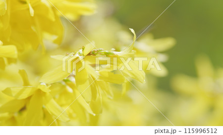 Blossoming yellow flowers of forsythia in spring garden Forsythia is a genus of shrubs and small trees of olive family. Shallow depth of field. Blossoming yellow flowers of forsythia in spring garden Forsythia is a genus of shrubs and small trees of olive family. Shallow depth of field. 115996512