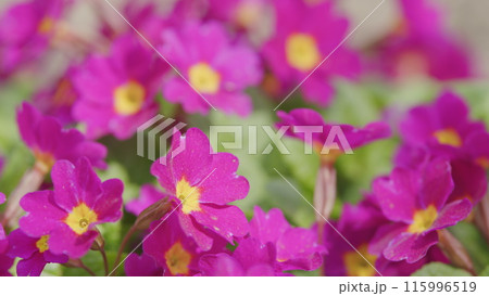 Background of flowers. Beautiful of spring primroses flowers or primula polyanthus or perennial primrose, with green leaves. Background of flowers. Beautiful of spring primroses flowers or primula polyanthus or perennial primrose, with green leaves. 115996519