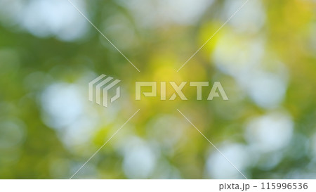 Beautiful blurry green nature bokeh background. Green light bokeh nature background. Out of focus. Beautiful blurry green nature bokeh background. Green light bokeh nature background. Out of focus. 115996536