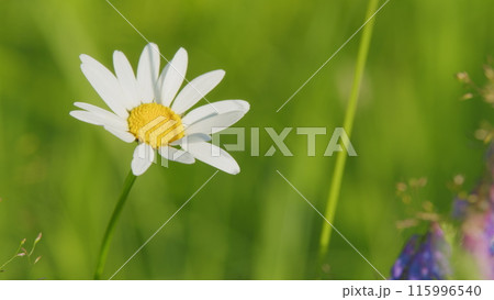 Chamomile flowers with soft focus swaying in the wind. Application in cosmetology. Slow motion. Chamomile flowers with soft focus swaying in the wind. Application in cosmetology. Slow motion. 115996540