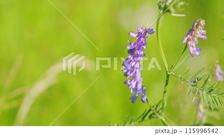 Vicia cracca. Vetch flowers close field wild pea. Occurs on other continents as an introduced species, including north america. 115996542