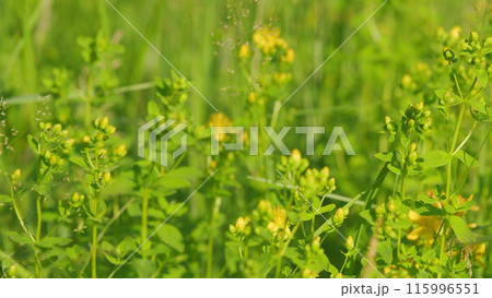 In the wild bloom hypericum perforatum. Yellow blossoms of hypericum perforatum, a herbal medicine. In the wild bloom hypericum perforatum. Yellow blossoms of hypericum perforatum, a herbal medicine. 115996551