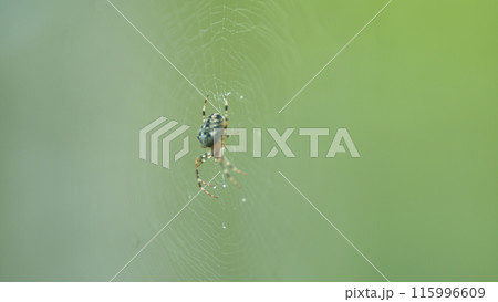 Garden spider, spider with a cross on its back sits and lurks on web. Close up. 115996609