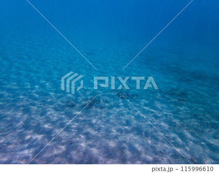 小笠原諸島・父島　水中の風景 115996610