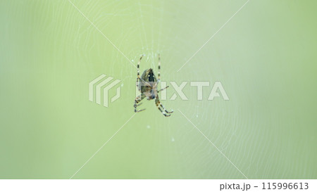 Little spider-crosspiece araneus diadematus with a cross on back. Close up. Little spider-crosspiece araneus diadematus with a cross on back. Close up. 115996613