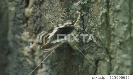 Purple emperor. Butterfly Amur Purple or Apatura iris amurensis on the tree bark. Butterfly on tree trunk in summer forest. Close up. 115996633