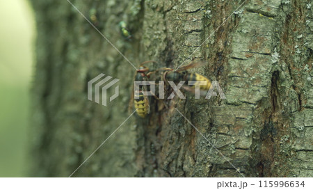 Hornet on a wooden bark. European hornet on bark of a tree. Close up. 115996634