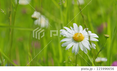 Wild flowers. Endless field of daisies. Chamomile and clover flowers in a meadow. Slow motion. 115996656