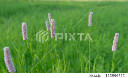 Botanical collection, young green leaves and pink flowers of medicinal plants bistorta officinalis. Europe. Static. Botanical collection, young green leaves and pink flowers of medicinal plants bistorta officinalis. Europe. Static. 115996755