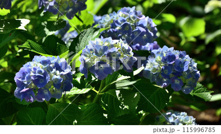紫陽花の花 115996785