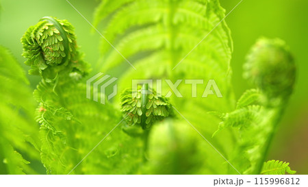 Young fern in the forest. Young green fern leaves lit by the sun in the woods. Rack focus. Young fern in the forest. Young green fern leaves lit by the sun in the woods. Rack focus. 115996812