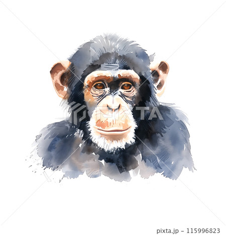 白背景にチンパンジーの水彩イラスト 115996823