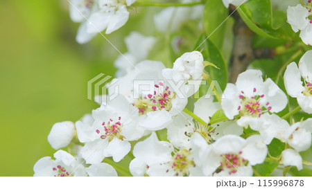 Pear blossoms swaying in the wind. Branches of a sweet pear tree with white flowers. Close up. Pear blossoms swaying in the wind. Branches of a sweet pear tree with white flowers. Close up. 115996878
