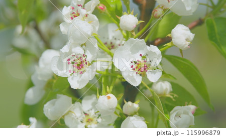 White flowers of on a pear tree. Pear blossom flowers in full bloom during spring. Close up. White flowers of on a pear tree. Pear blossom flowers in full bloom during spring. Close up. 115996879