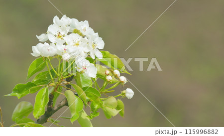 Pear blossoms swaying in the wind. Branches of a sweet pear tree with white flowers. Close up. 115996882