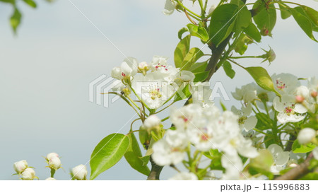 Spring blossom background. Beautiful spring flowers. White pear flowers. Close up. 115996883