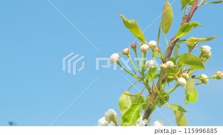 Pear tree blooming with white flowers in spring. Nice white pear spring flowers branch on tree nature awakening. Close up. 115996885
