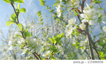 White flowers of on a cherry tree. Cherry blossom flowers in full bloom during spring. Close up. 115996936