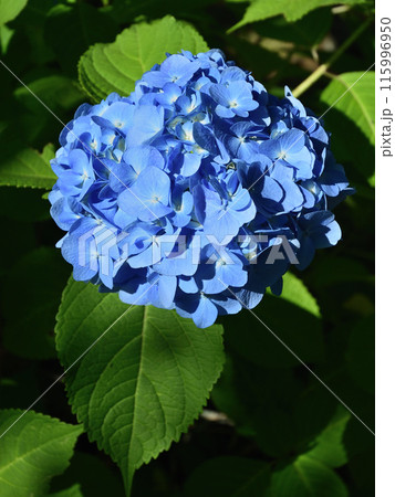 紫陽花の花 115996950