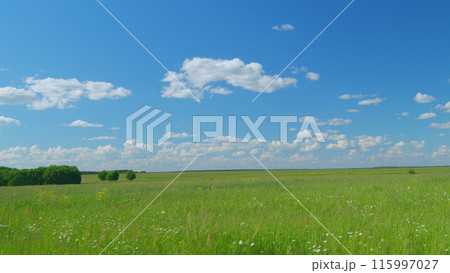 Beautiful landscape with green grass and blue clouds sky at summer sunny day. Strong stormy wind. Timelapse. 115997027