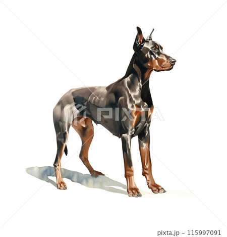 犬 ドーベルマン 大型犬 水彩画 原画 白背景にドーベルマンの水彩イラストのイラスト素材 [115997091] - PIXTA