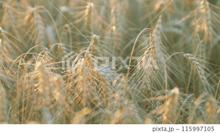 Ripe wheat on the field on late summer morning time. Growing cereal field agriculture wheat background. Selective focus. Ripe wheat on the field on late summer morning time. Growing cereal field agriculture wheat background. Selective focus. 115997105