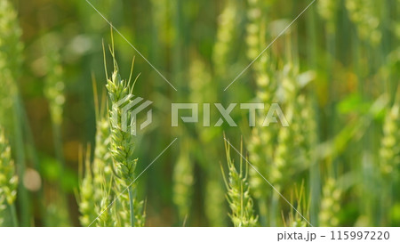 Ripe stakes agrobusiness field. Golden wheat field in sunset sun at summer time. Wheat ears in sun. Close up. Ripe stakes agrobusiness field. Golden wheat field in sunset sun at summer time. Wheat ears in sun. Close up. 115997220