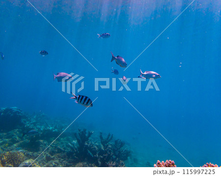小笠原諸島・父島　青い海と魚たち 115997225
