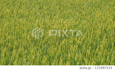 Green wheat field, ears of wheat swaying from gentle wind. Grain harvest ripens in summer. Slow motion. 115997233