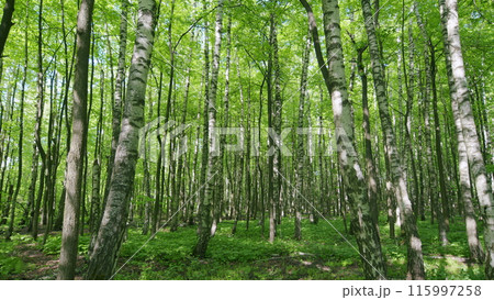 Summer birch forest, beautiful landscape. Birch forest in sunlight in the morning. Pan. 115997258