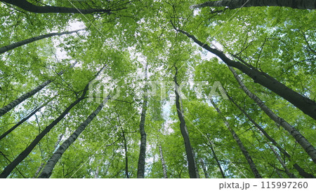 Tops of the trees in the deciduous forest on the background of blue sky. View to forest from the ground. Static view. 115997260