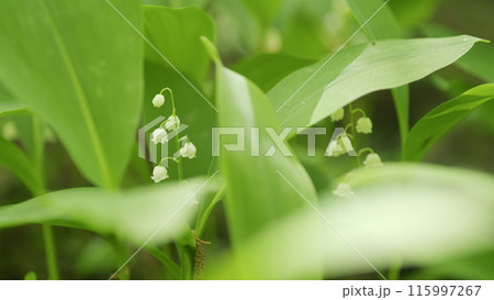 Blooming lily of valley in spring forest. Flowers bells lily of valley wild. Slow motion. Blooming lily of valley in spring forest. Flowers bells lily of valley wild. Slow motion. 115997267