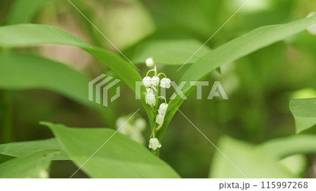Glade of lilies of valley growing in spring among trees. Convallaria majalis. Slow motion. 115997268