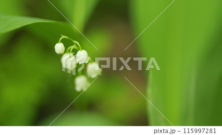 Glade of lilies of valley growing in spring among trees. Convallaria majalis. Slow motion. Glade of lilies of valley growing in spring among trees. Convallaria majalis. Slow motion. 115997281