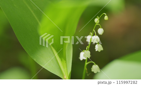 Blossoming flowers of lily of valley swaying in light wind outdoors in summer forest. Slow motion. 115997282