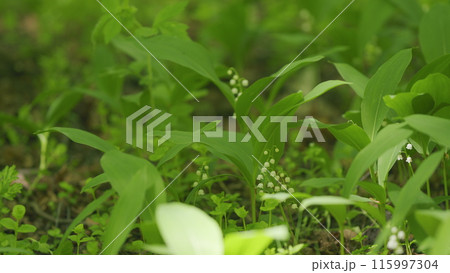Blooming lily of valley in spring forest. Flowers bells lily of valley wild. Slow motion. Blooming lily of valley in spring forest. Flowers bells lily of valley wild. Slow motion. 115997304