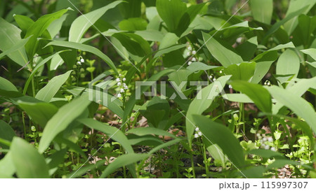 Blossoming flowers of lily of valley swaying in light wind outdoors in summer forest. Slow motion. 115997307