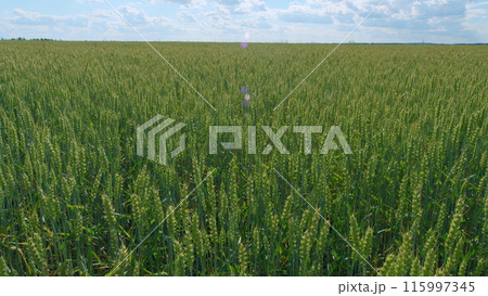 Bright blue sky with white clouds. Green unripe wheat in a field with a large number of plants. Wide shot. Bright blue sky with white clouds. Green unripe wheat in a field with a large number of plants. Wide shot. 115997345