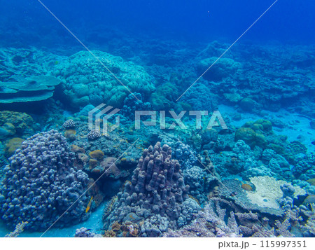 小笠原諸島・父島　珊瑚礁 115997351