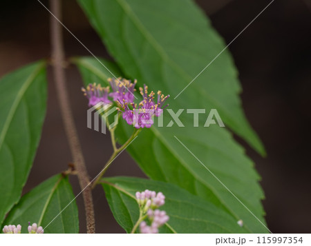 コムラサキの花 コムラサキの花 115997354
