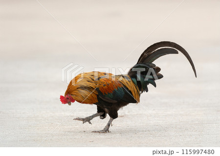 Rooster is cleaning foots by mouth.Selective focus. Rooster is cleaning foots by mouth.Selective focus. 115997480