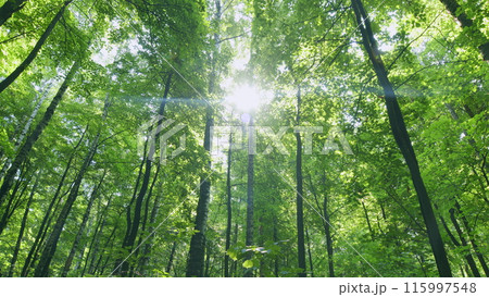 Fresh green deciduous forest. Sunlight in the green forest, summer time. Time lapse. Fresh green deciduous forest. Sunlight in the green forest, summer time. Time lapse. 115997548