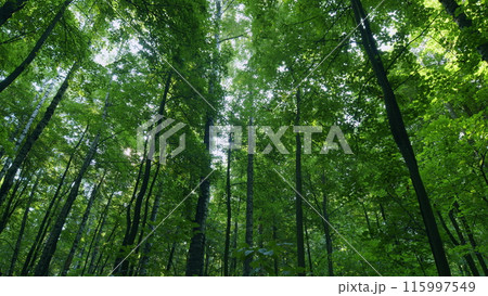 Summer green forest with birch trees. Panorama of a green summer forest. Time lapse. 115997549