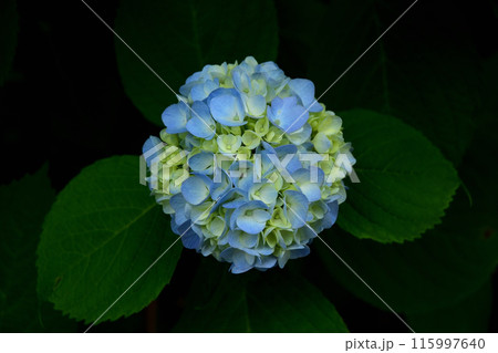 紫陽花の花 115997640