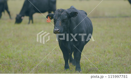 Adult black cow eating grass in a meadow. Cute black cow in pasture. Selective focus. 115997781