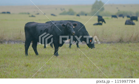 Black angus cattle grazing on a green grass pasture. Grass fed organic beef. Cow in pasture. Selective focus. Black angus cattle grazing on a green grass pasture. Grass fed organic beef. Cow in pasture. Selective focus. 115997784