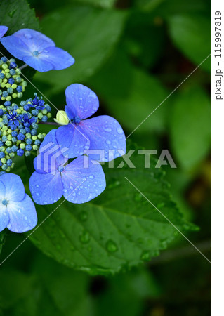 紫陽花の花 紫陽花の花 115997819