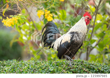 Fighting cock is standing on Hokkien tea tree.Selective focus. Fighting cock is standing on Hokkien tea tree.Selective focus. 115997985