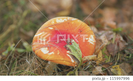 Amanita muscaria in autumn. Red head of fly agaric mushroom on forest ground. Close up. 115997996